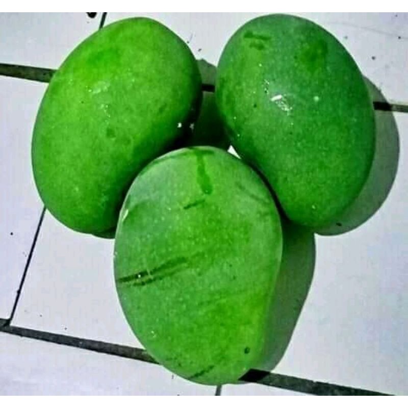 Jual mangga muda mangga rujak segar 1 kg | Shopee Indonesia