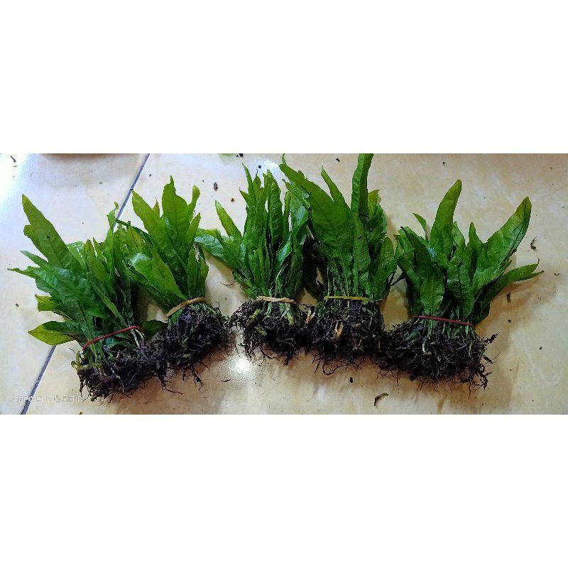 Jual KADAKA MINI AQUASCAPE | Shopee Indonesia