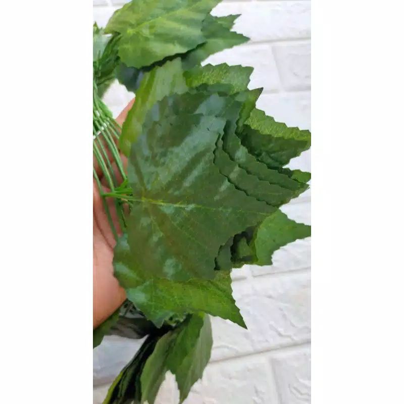 Jual DAUN RAMBAT ANGGUR BESAR +-8cm | Shopee Indonesia