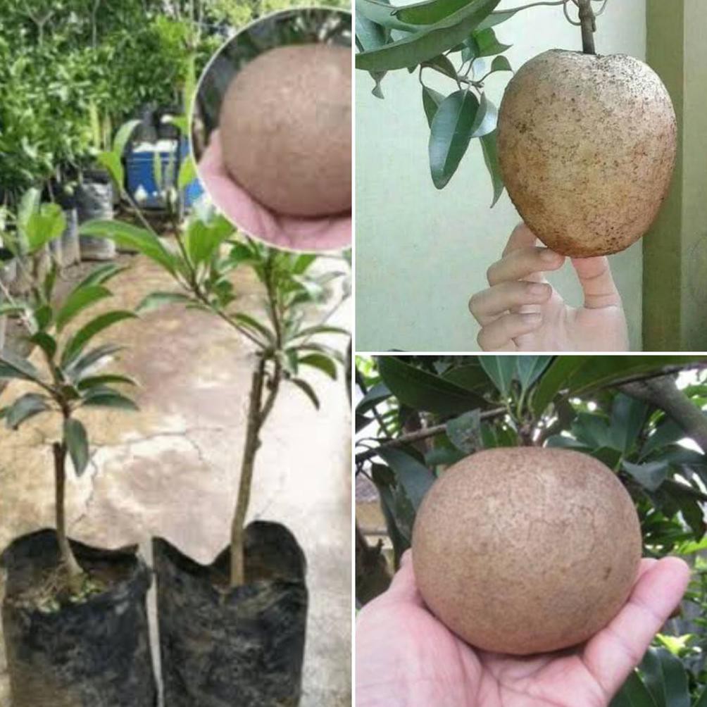 Bibit Tanaman Sawo Jumbo Okulasi