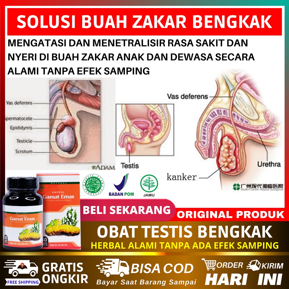 Jual Obat Buah Zakar Bengkak Sebelah Kiri Kanan Gatal Di Biji Jakar