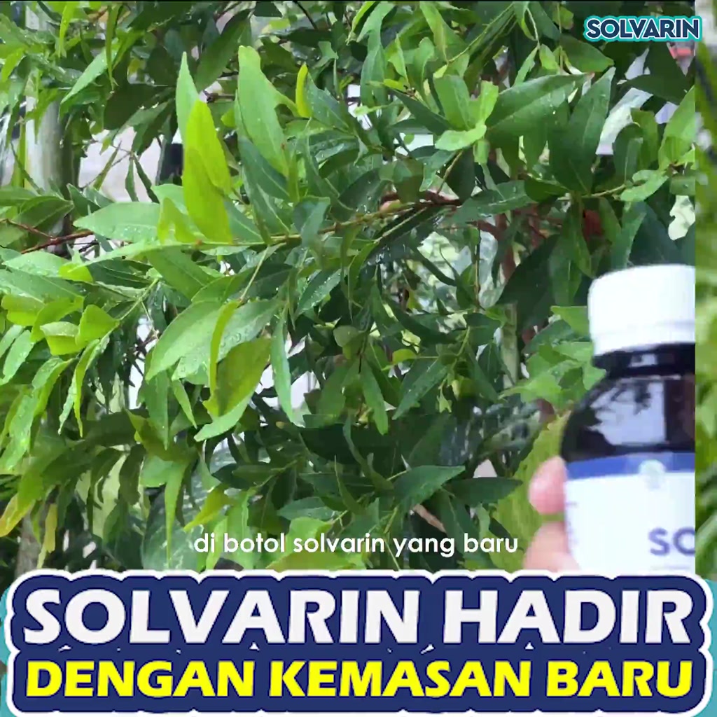 Jual Senesa - Madu dan Teh Herbal Kumis Kucing Solvarin - Mengatasi ...