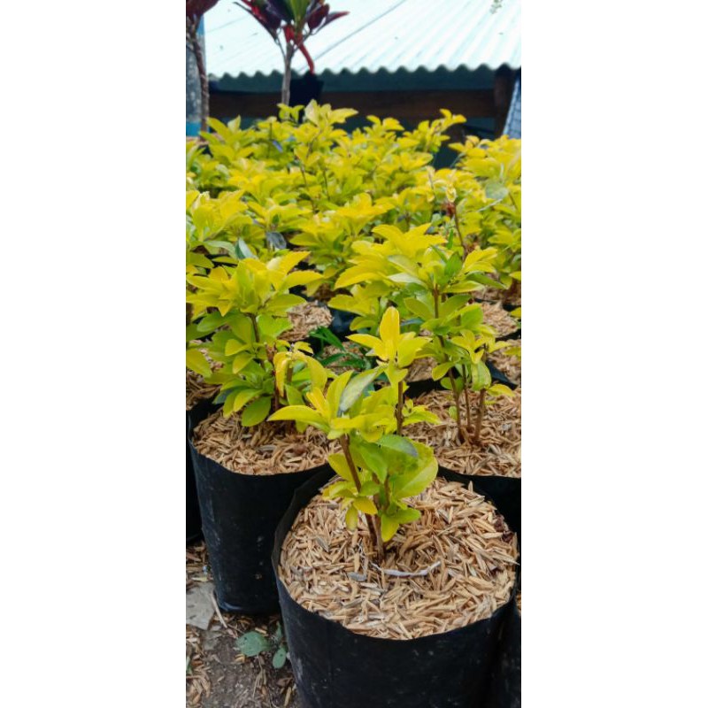 Jual [TERMURAH] Bunga Taman PENITIAN KUNING | Shopee Indonesia