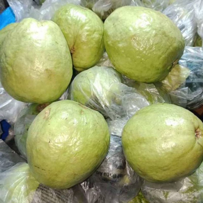 Jual Jambu klutuk putih/ Jambu taiwan biji putih 1 kg | Shopee Indonesia