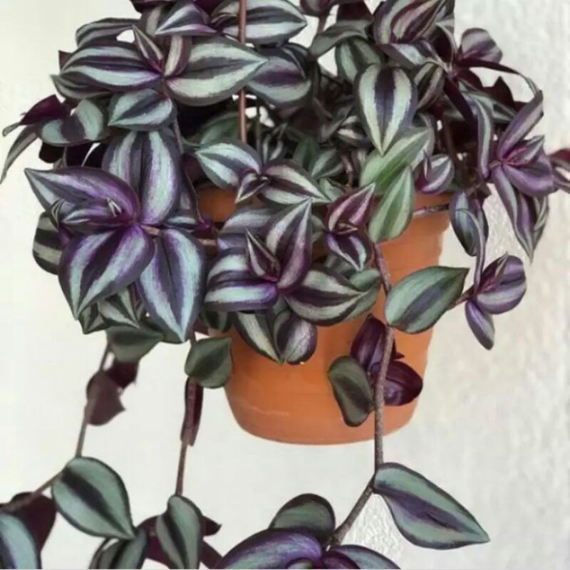 Tanaman Hias Gantung Tradescantia Zebrina Silver