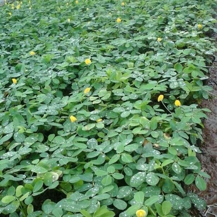 Jual paket 20 tanaman hias landep - kacang kacangan - hias jalar ...