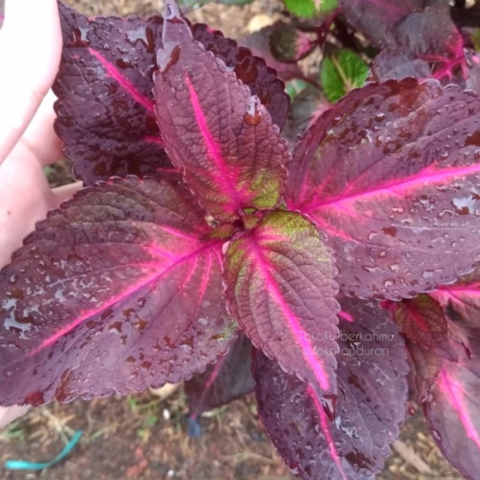 Jual Tanaman miana / coleus merah hijau | Shopee Indonesia