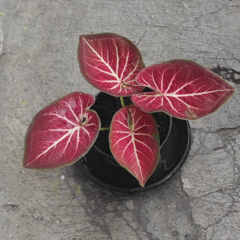 Jual ROT / rich of thai Caladium | Shopee Indonesia