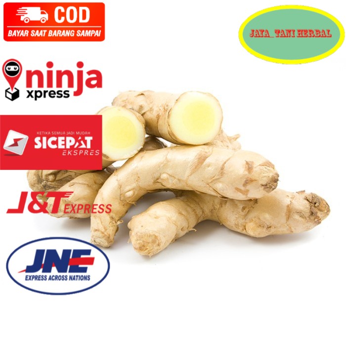 Jual Kunyit Putih Temu Kunir Putih Segar Curcuma Zedoaria Shopee Indonesia 9642