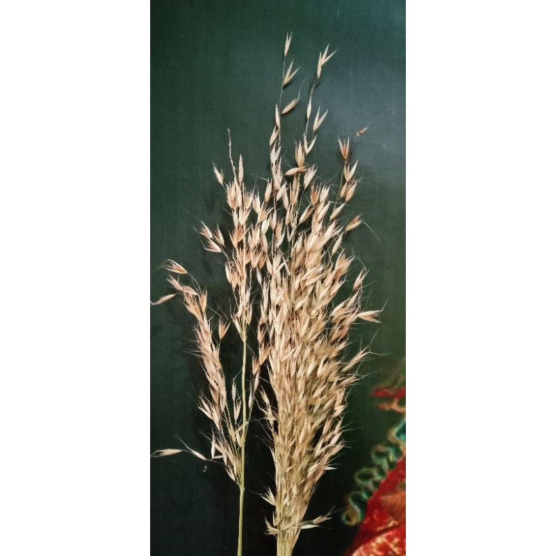 Jual Bunga Rumput Belalang Kupu kupu Kering | Shopee Indonesia