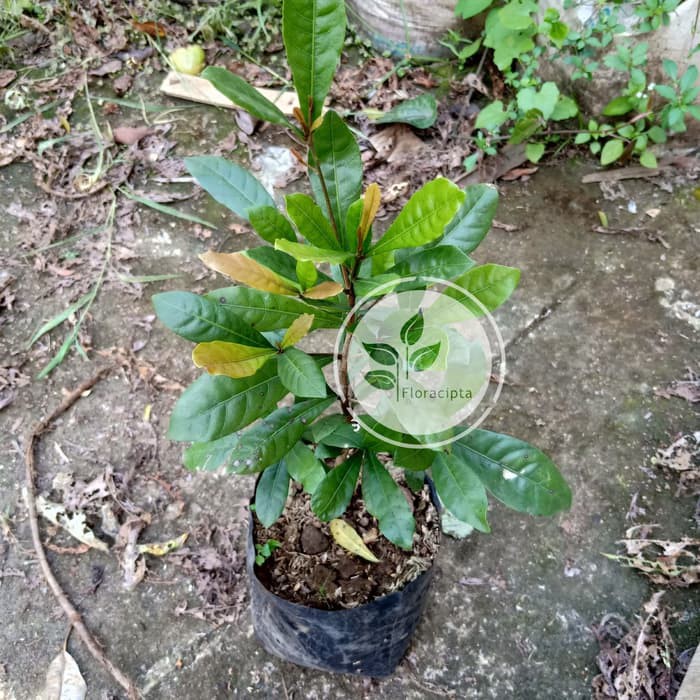 Jual Bibit Pohon Buah Magic Miracle Fruit Tanaman Buah Ajaib Unik ...