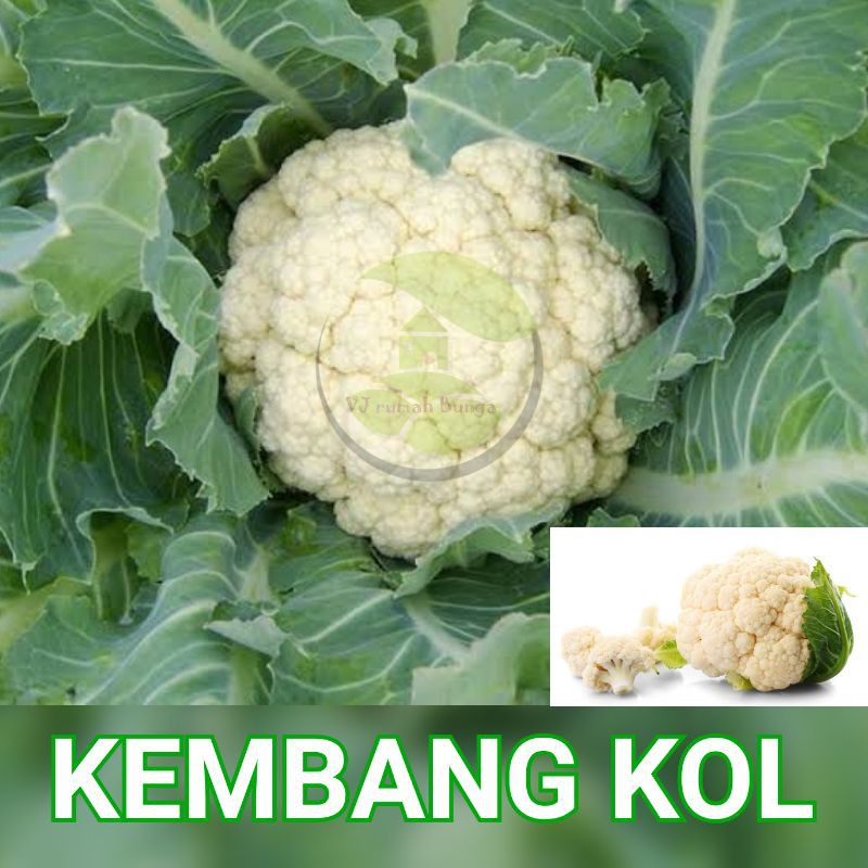 35 butir - Benih Bibit Kembang Kol Benih Bibit Bunga Kol Benih Sayuran