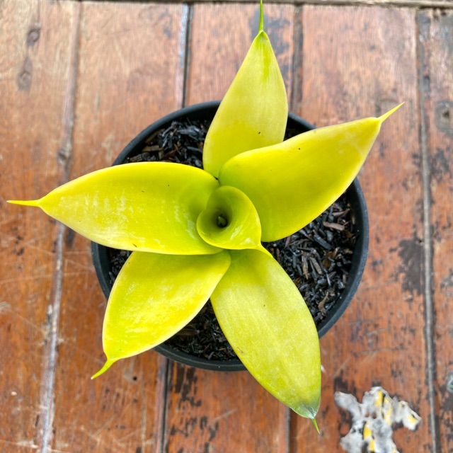 sansevieria honey bunny Snake Plant in Gingham Planter