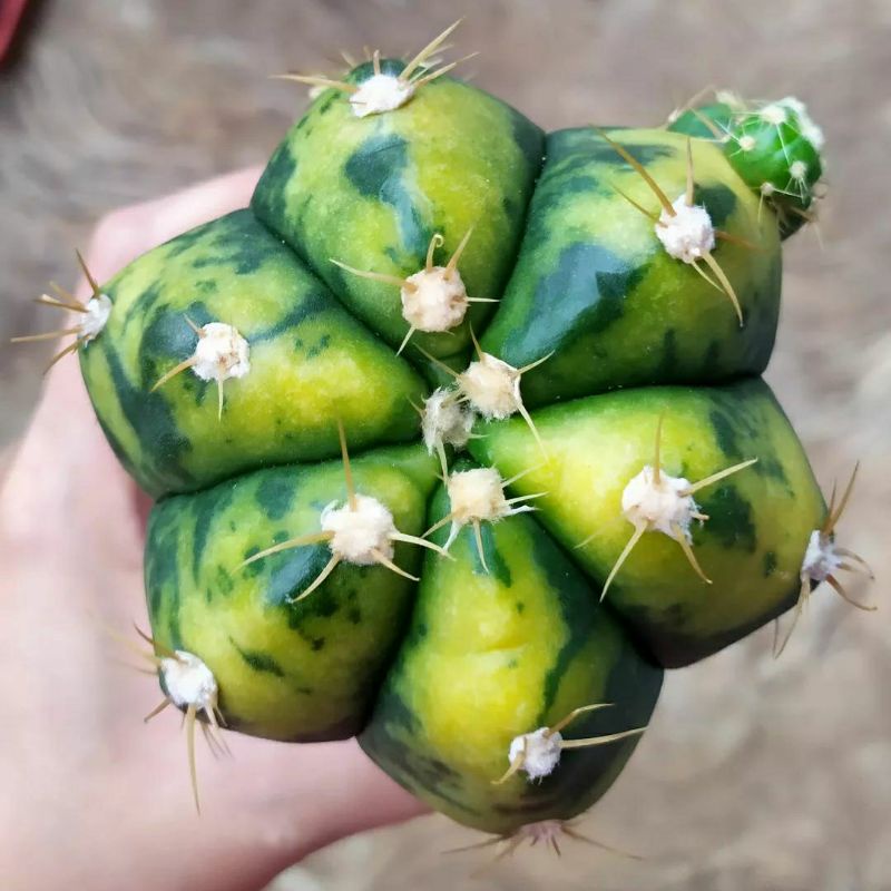 Jual POTELAN GYMNO HORSTII VARIEGATA / HORSTII / KAKTUS VARIEGATA ...