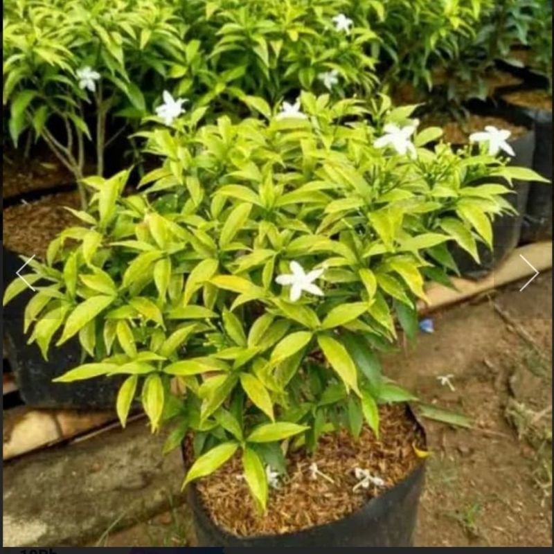 Jual Tanaman Hias Rembosa Golden/Bibit Tanaman Hias Rembusa Golden ...