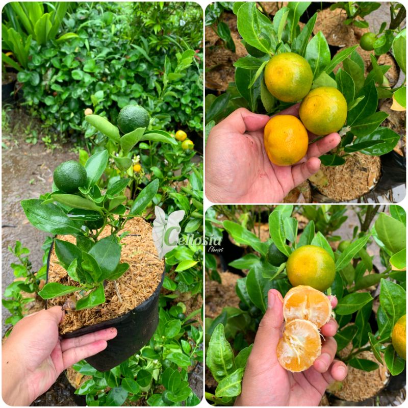 Jual Bibit Tanaman Buah Jeruk Lemoncui Kasturi Kolomonde Kalamansi Berbuah Shopee Indonesia 7129