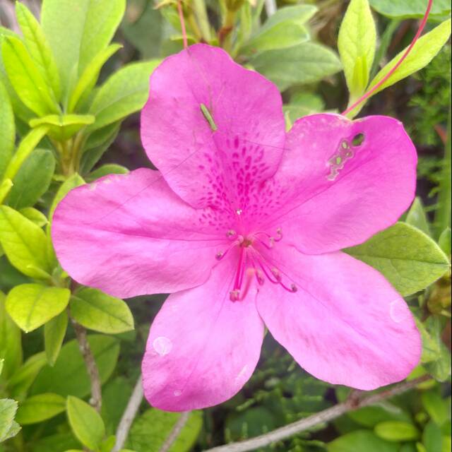 Jual Tanaman bunga azalea pink | Shopee Indonesia