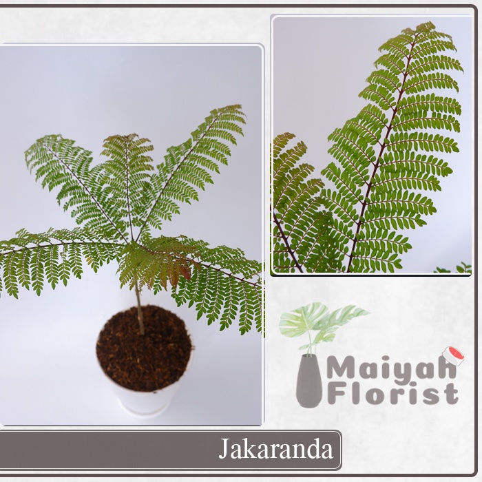 Jual Jakaranda - Jacaranda - Tanaman Herbal | Shopee Indonesia