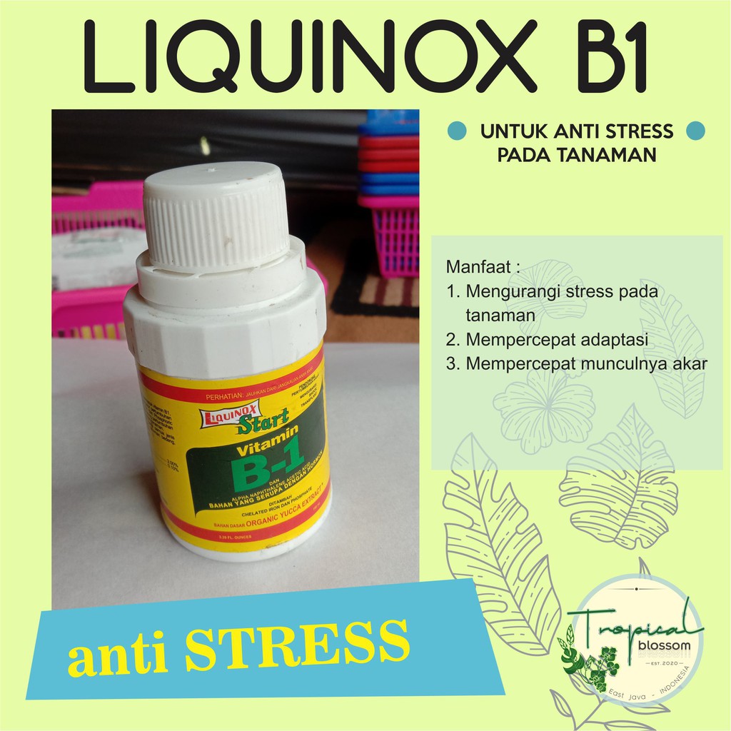 Jual Pupuk Liquinox Vitamin B1 Tanaman 100ml | Shopee Indonesia