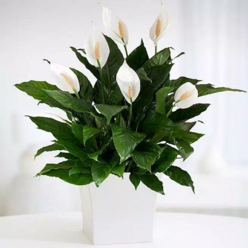 Tanaman hias peace lily / tanaman spatu filum / tanaman sepatu fhilum / tanaman hidup