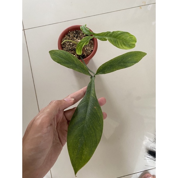 Jual Philodendron 69686 / code | Shopee Indonesia