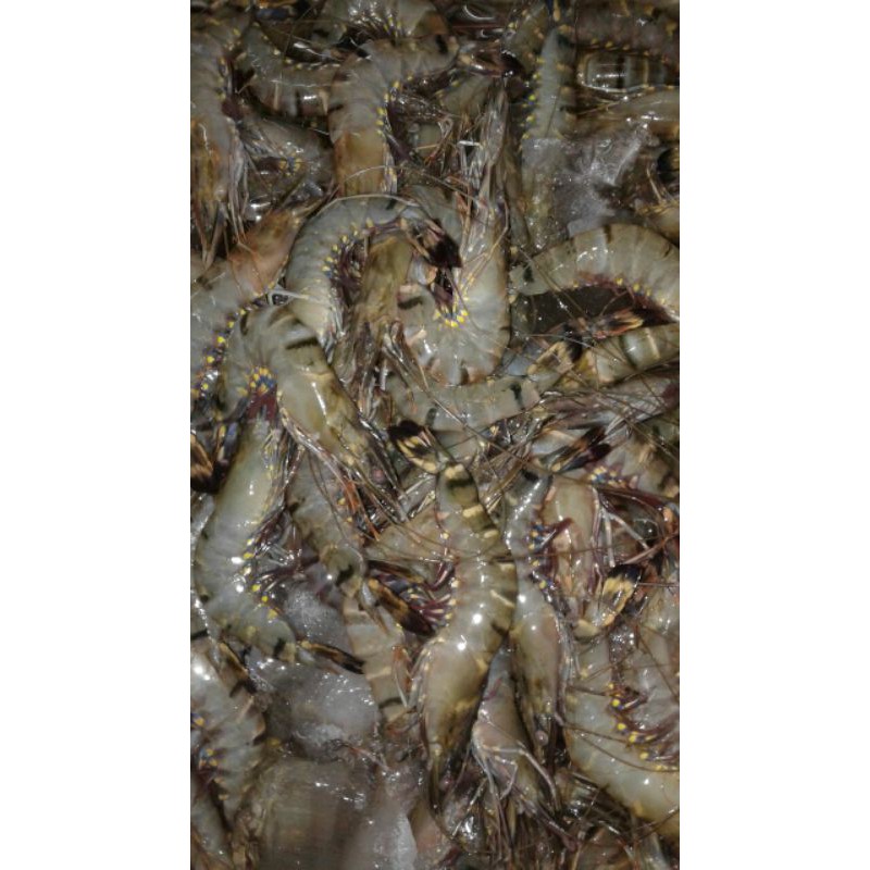 Jual Udang Tiger Atau Pancet Jumbo Size Ekor Per Kg Shopee Indonesia