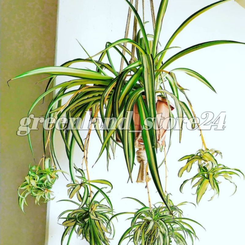 Jual Spider Plant Tanaman Gantung Spider Plant Tanaman Gantung Tanaman Spider Plant