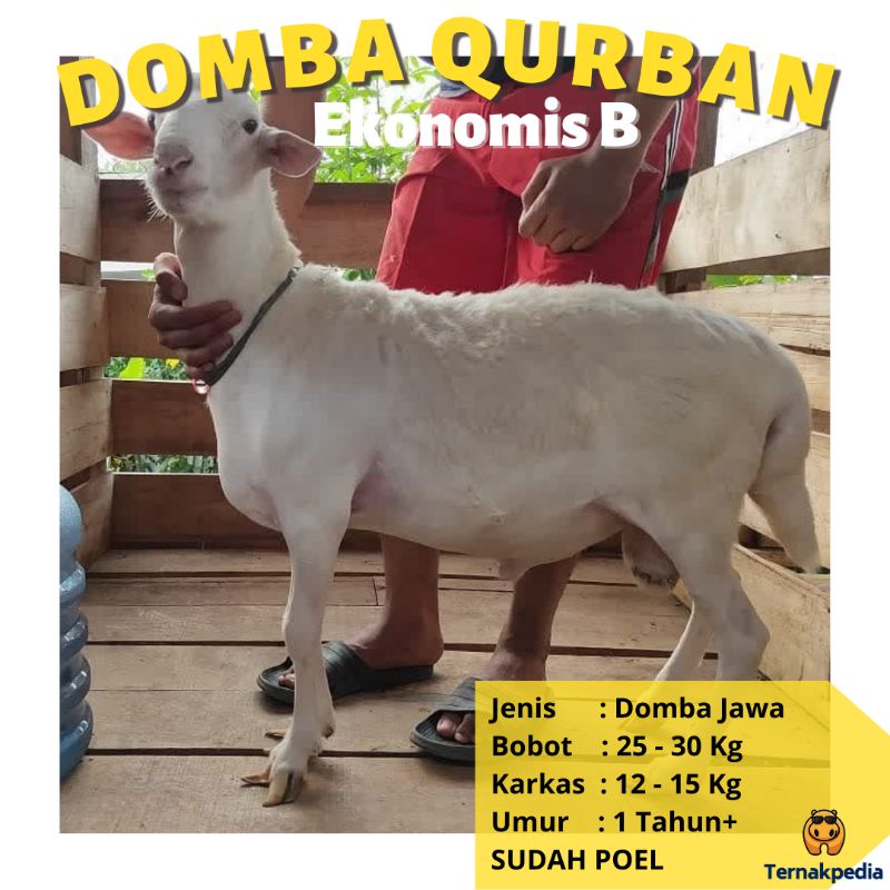 Jual Domba Qurban Ekonomis 25-30 Kg - Domba Qurban Surabaya - Hewan ...