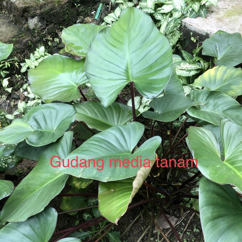 Jual philodendrom homalomena merah | Shopee Indonesia