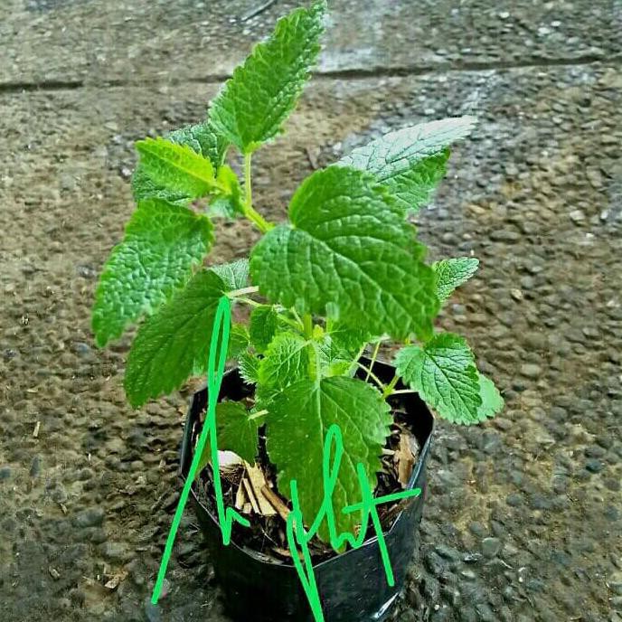 Jual Juz Bibit Tanaman Lemon Balm | Shopee Indonesia