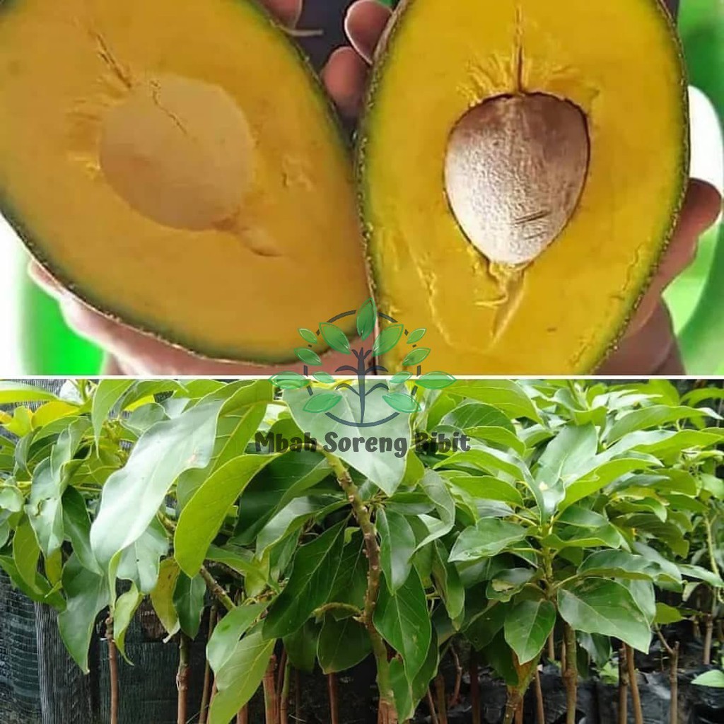 Jual Bibit Alpukat Mentega Sambung dari Indukan Unggul | Shopee Indonesia