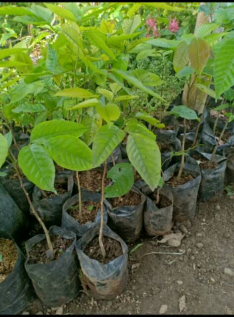Jual Bibit pohon buah kecapi bangkok- buah kecapi terbaik | Shopee ...