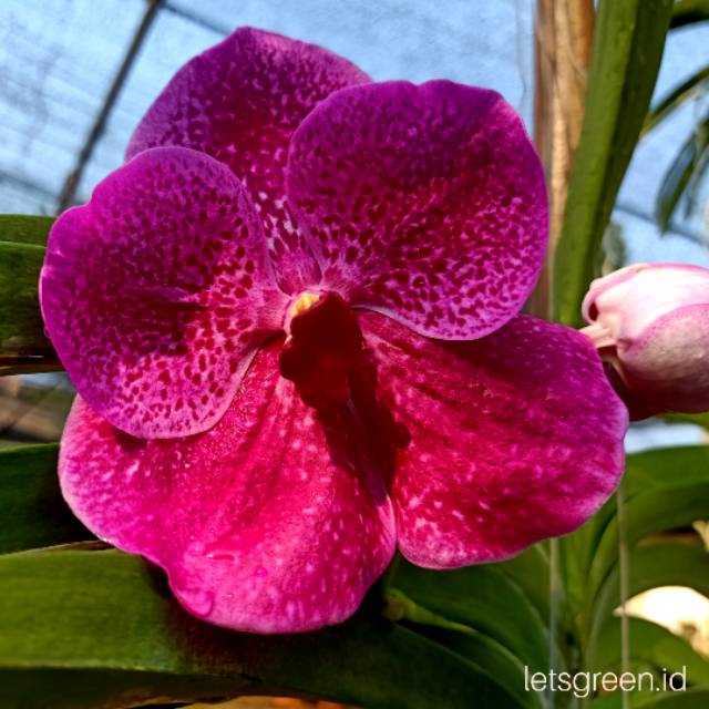 Jual Anggrek Vanda New Red Maroon | Shopee Indonesia