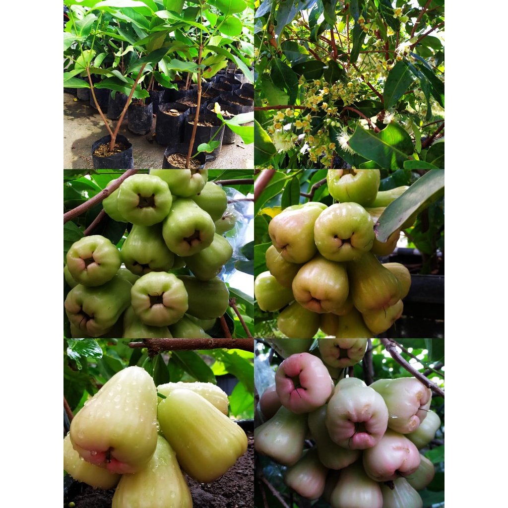 Jual Cangkok Bibit Jambu Madu Deli Hijau Shopee Indonesia