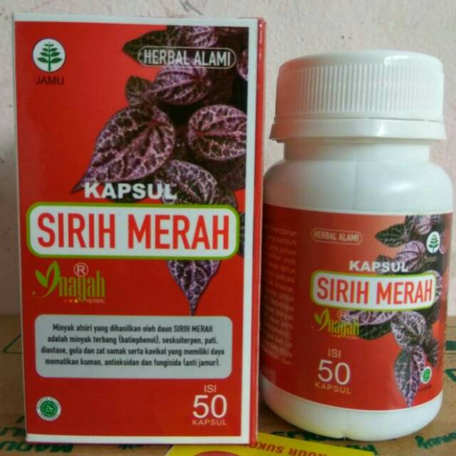 Jual Kapsul Ekstrak Sirih Merah Inayah 50 Kapsul Shopee Indonesia 9551