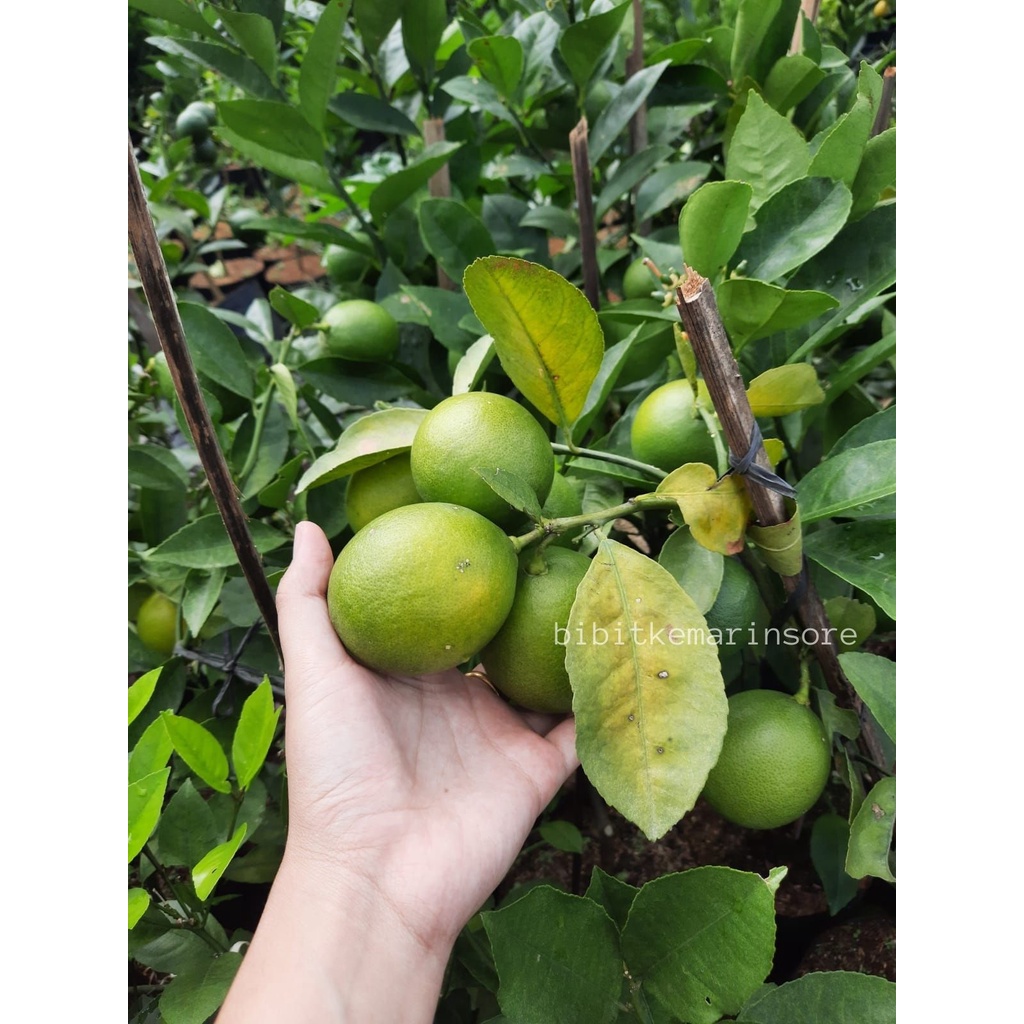 Jual Bibit Tanaman Buah Jeruk Lemon California Kondisi Berbuah Lemon