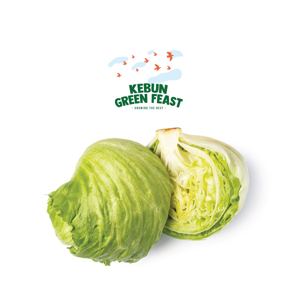 Jual Iceberg Lettuce | Shopee Indonesia