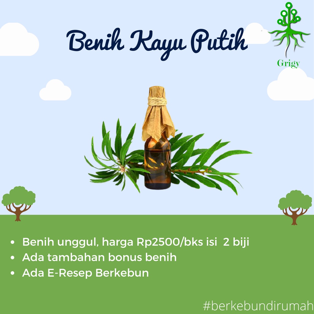 Jual BENIH KAYU PUTIH, BIJI KAYU PUTIH, BIJI KAYU PUTIH TERBAIK