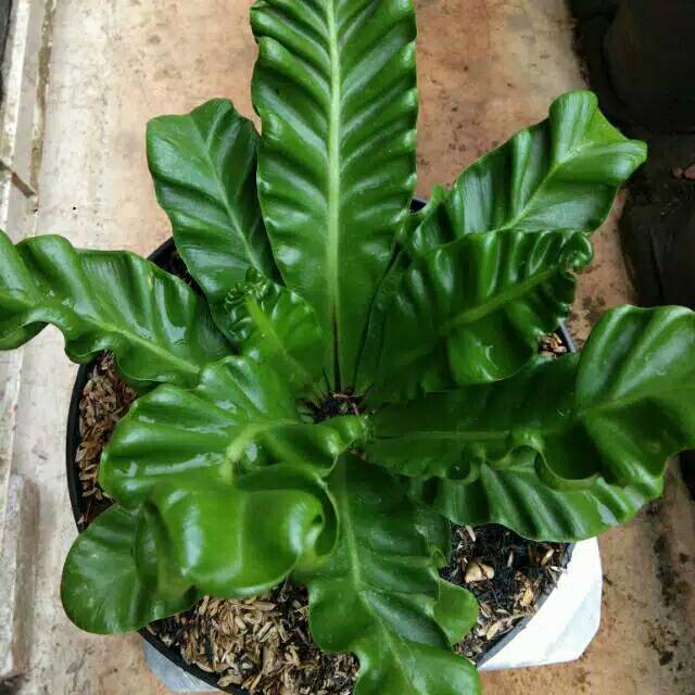 Jual Tanaman hias kadaka lasagna kadaka mini tanaman indoor | Shopee ...