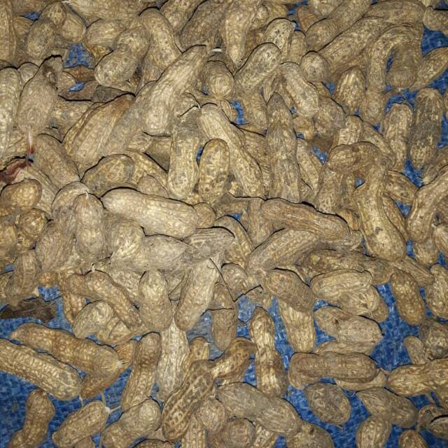 Jual 1 Kg Kacang Tanah Kulit Basah Mentah Untuk Direbus Kacang Rebus