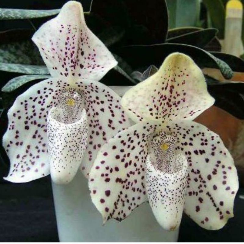 PROMO!! TANAMAN HIAS ANGGREK TANAH//WHITE TOTOL