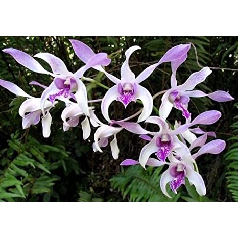 Jual anggrek dendrobium caesar warawan dewasa md | Shopee Indonesia