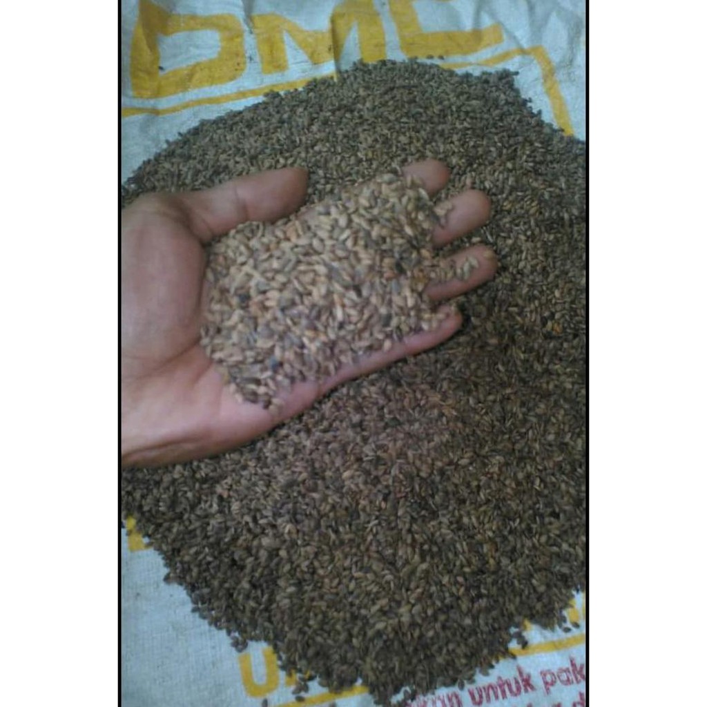 Jual Kk Kg Benih Biji Pohon Pinus Merkusi Siap Semai R Shopee Indonesia