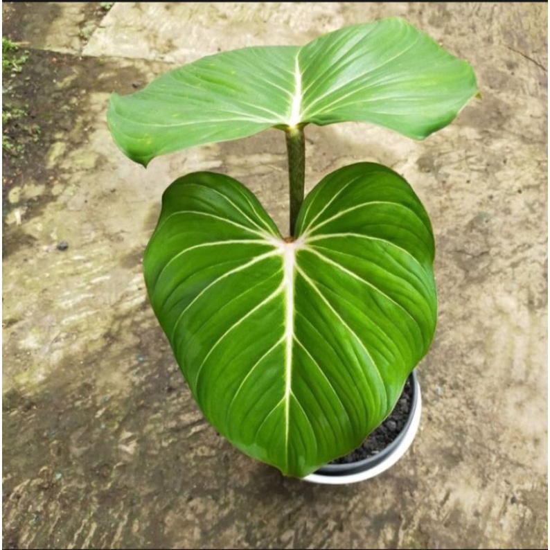 Jual Tanaman hias Philodendron Gloriosum,philo gloriosum | Shopee Indonesia