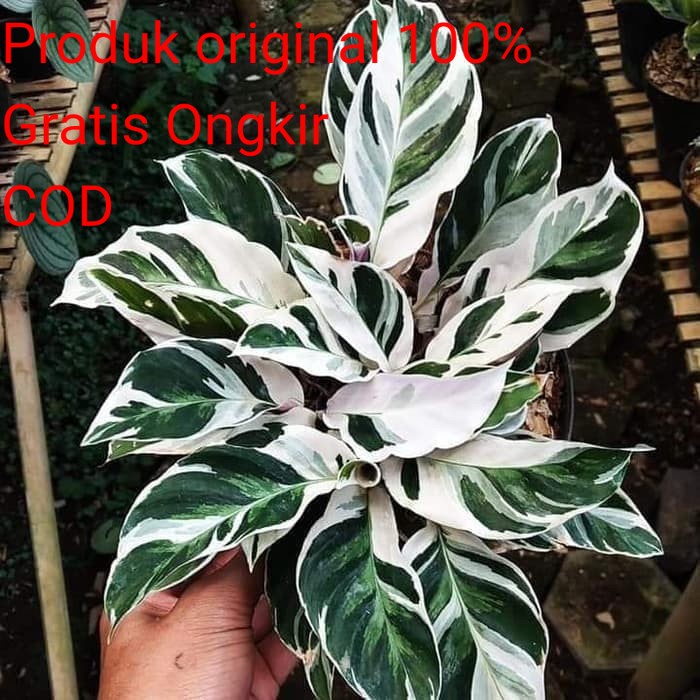 Jual Tanaman Hias Bunga Calathea Tisu Thai Beauty Varigata Murah Shopee Indonesia