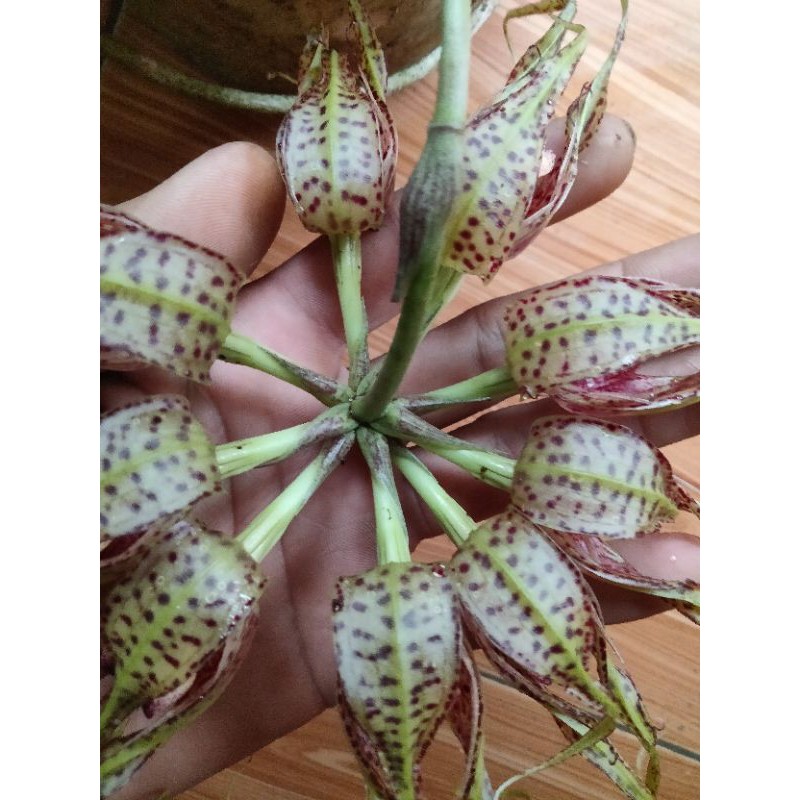 Jual tanaman hias Anggrek bulbo sicantik unik dan langka | Shopee Indonesia