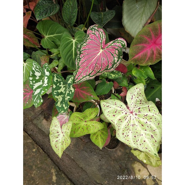 Jual Caladium Miss Muffet \ Tanaman Hias | Shopee Indonesia