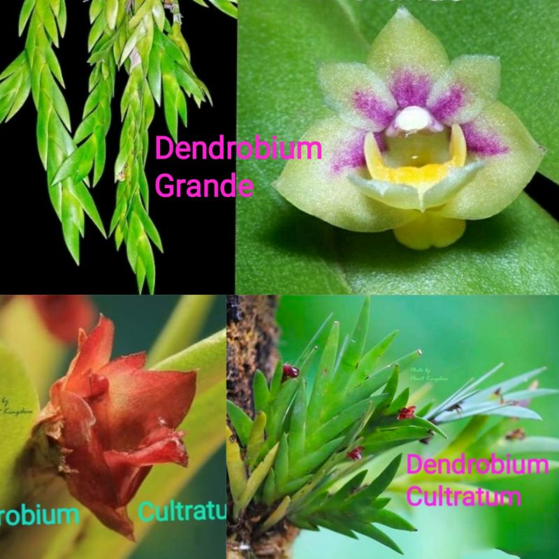 Jual Anggrek Dendrobium Grande ; Anggrek LANGKA Dendrobium Cultratum