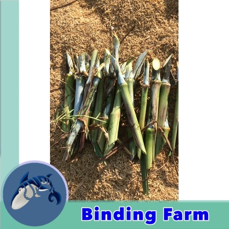 Jual bibit rumput napier pakchong pakan sapi domba kambing | Shopee ...