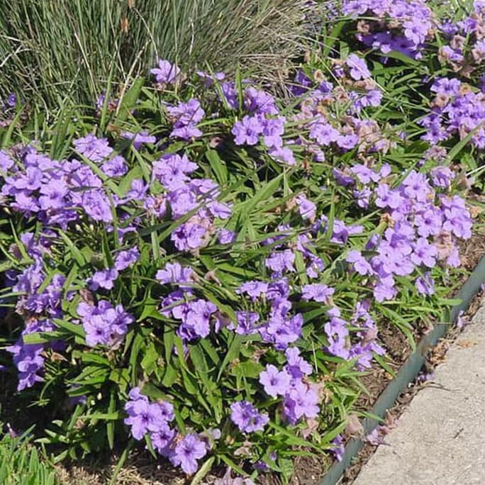 Jual Ini Tanaman Hias Ruellia Bunga Ungu / Ruellia Brittoniana Katie ...